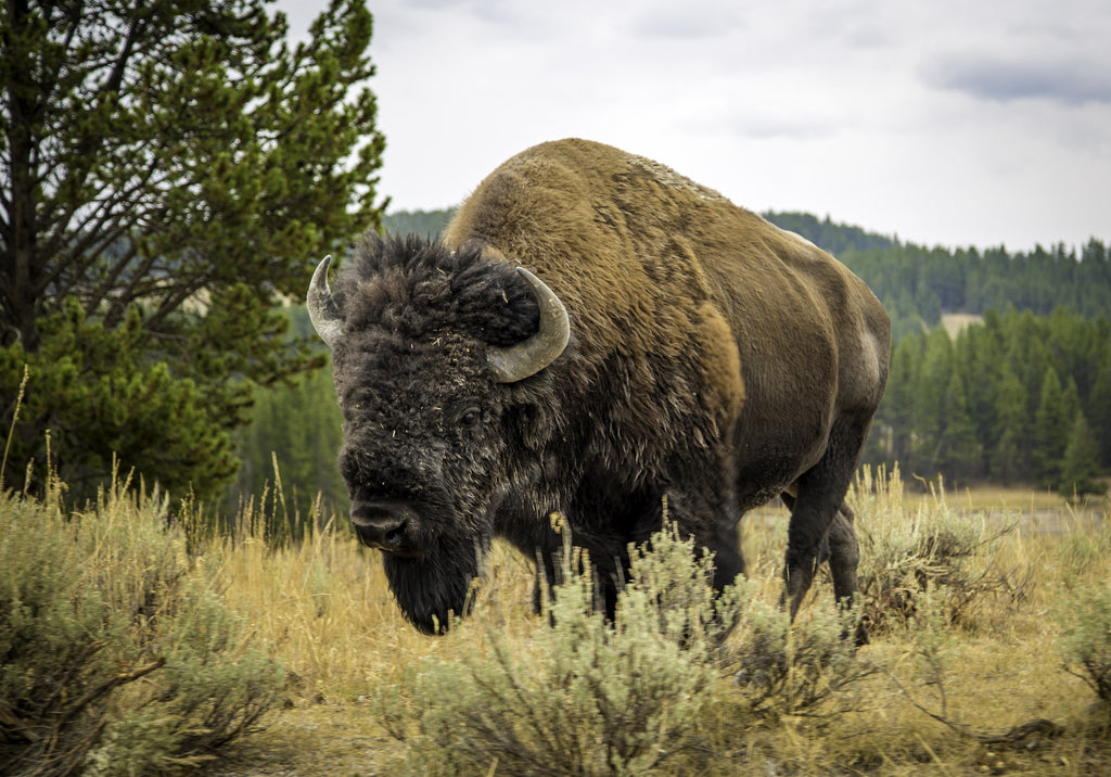 Proof Frontier Project: Carter Yocham